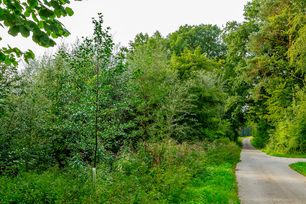 Thumbnail: _JA 40821 Gemeinde hat neue Bäume gepflanzt.jpg